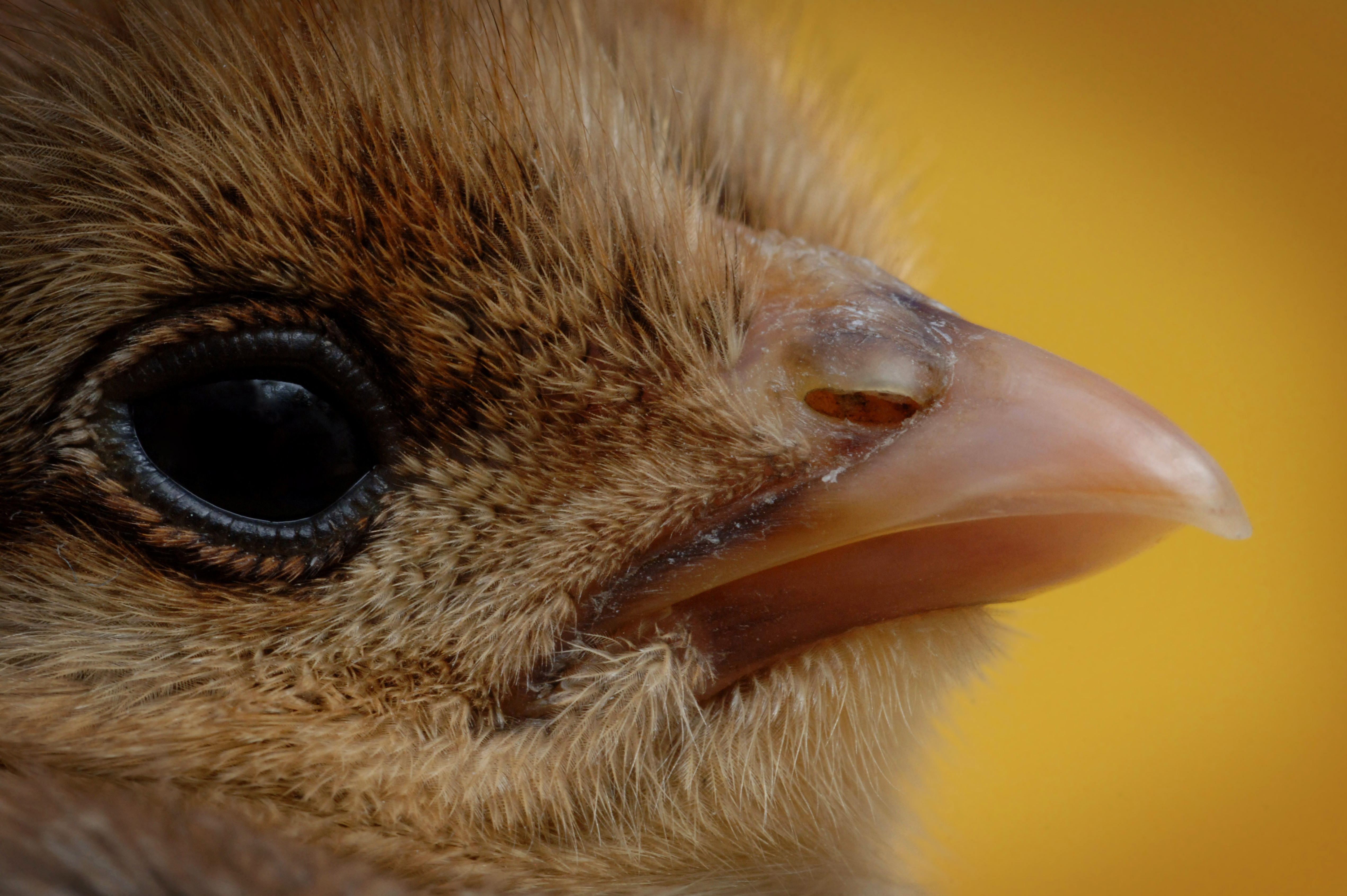 Beak trimming is permitted on birds up to 10 days old using infra-red technology but in practice it is carried out at day-old by trained operators. Photo: Medicimage/REX/Shutterstock