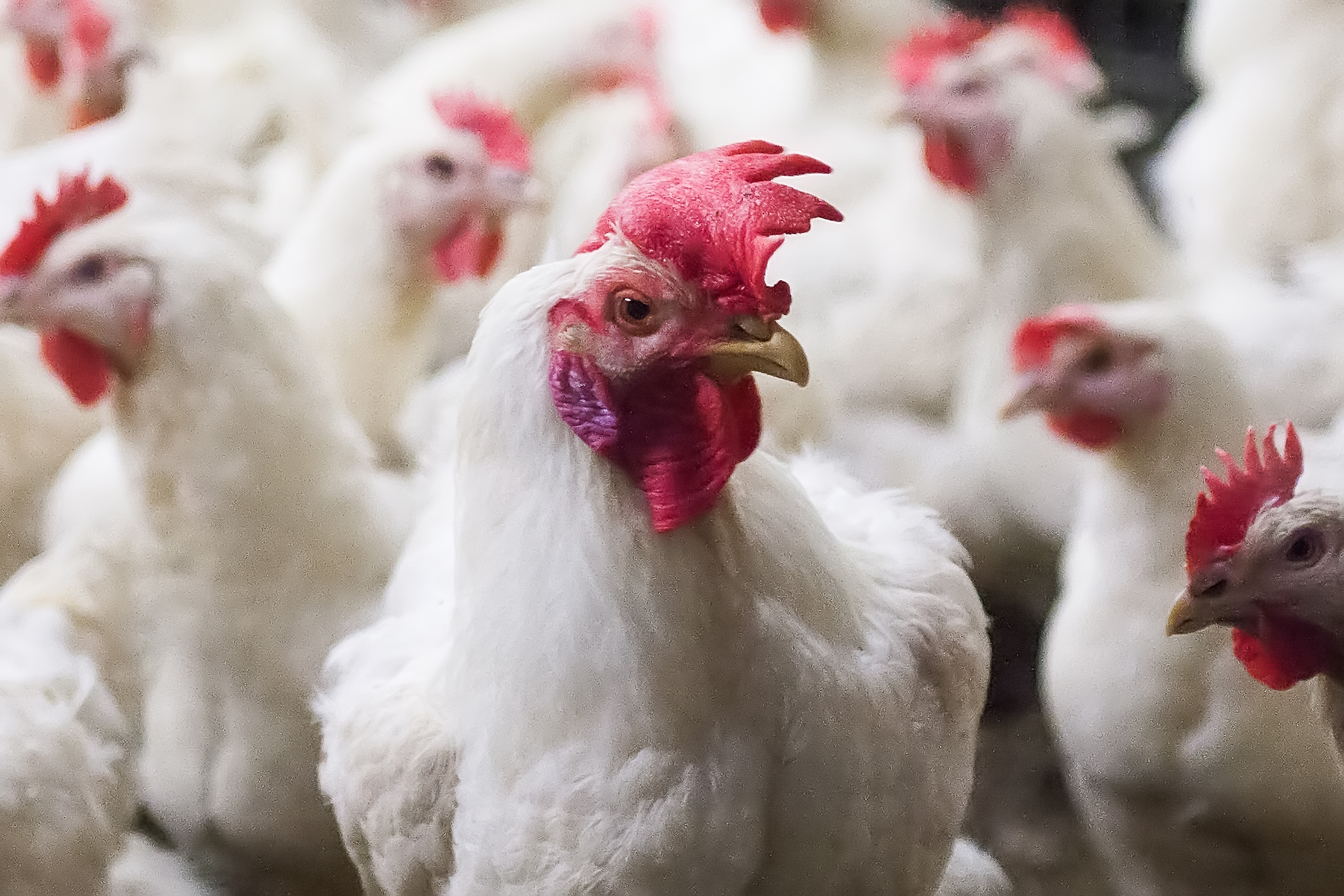“Birds can be monitored via our cutting-edge CCTV land if required changes can be made to the computer controlling the environment to the buildings." Photo: Ronald Hissink