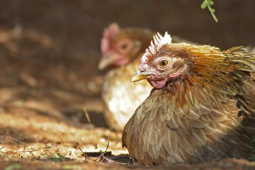 Marek&apos;s is causing major probelms for Ethiopian poultry farmers. Photo: Christian Heinrich / imageBROKER/REX/Shutterstock