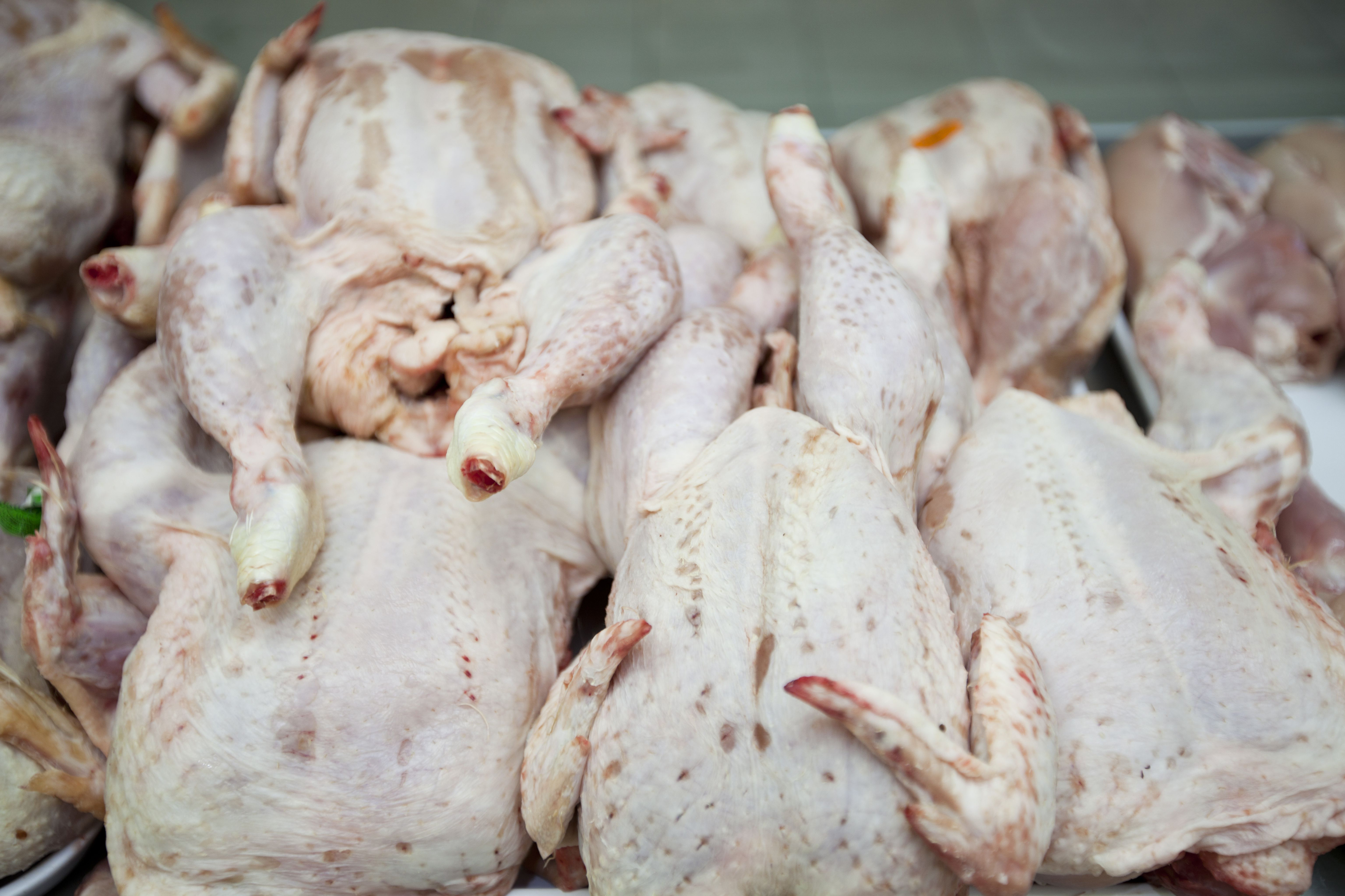 The work was undertaken at the University of Liverpool. Paul Wigley, of the university’s Institute of Infection and Global Health, said: "It&apos;s likely to be very challenging to produce a protective immune response in broiler chickens before slaughter age, which is around 6 weeks of age." Photo: Mood Board/Rex/Shutterstock
