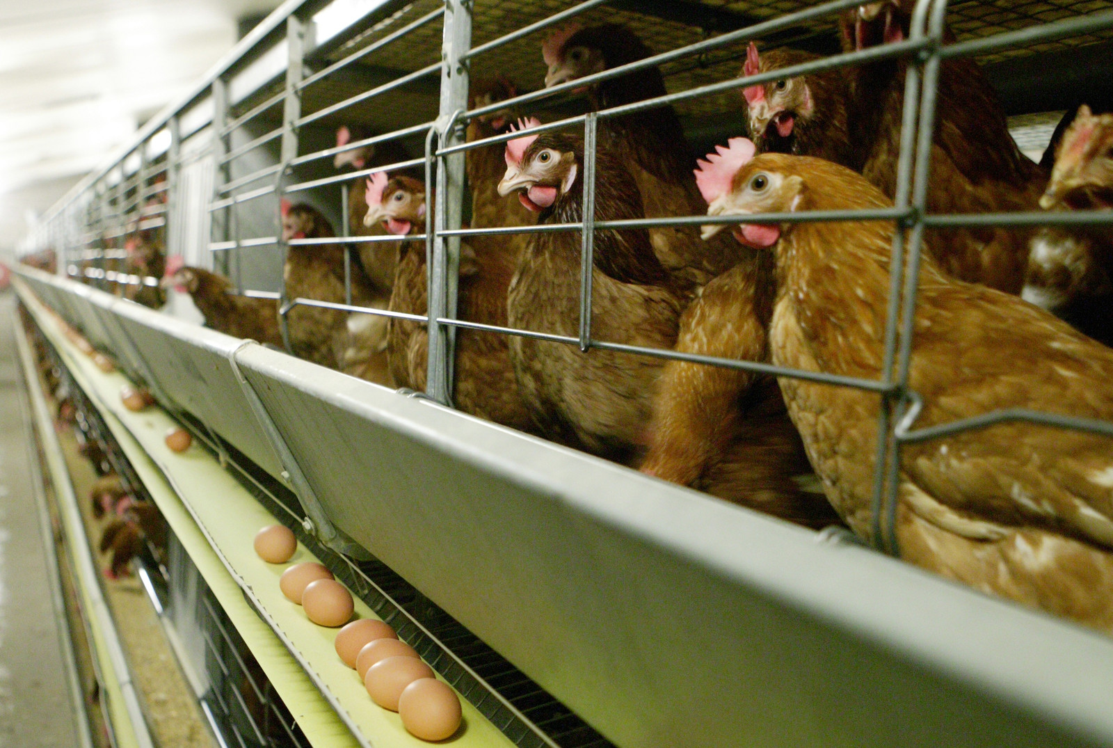 Environment Shadow Secretary Sue Hayman said Labour was the party of animal welfare, citing its record in Europe on better welfare standards for battery hens and broilers. Photo: Michel Zoeter
