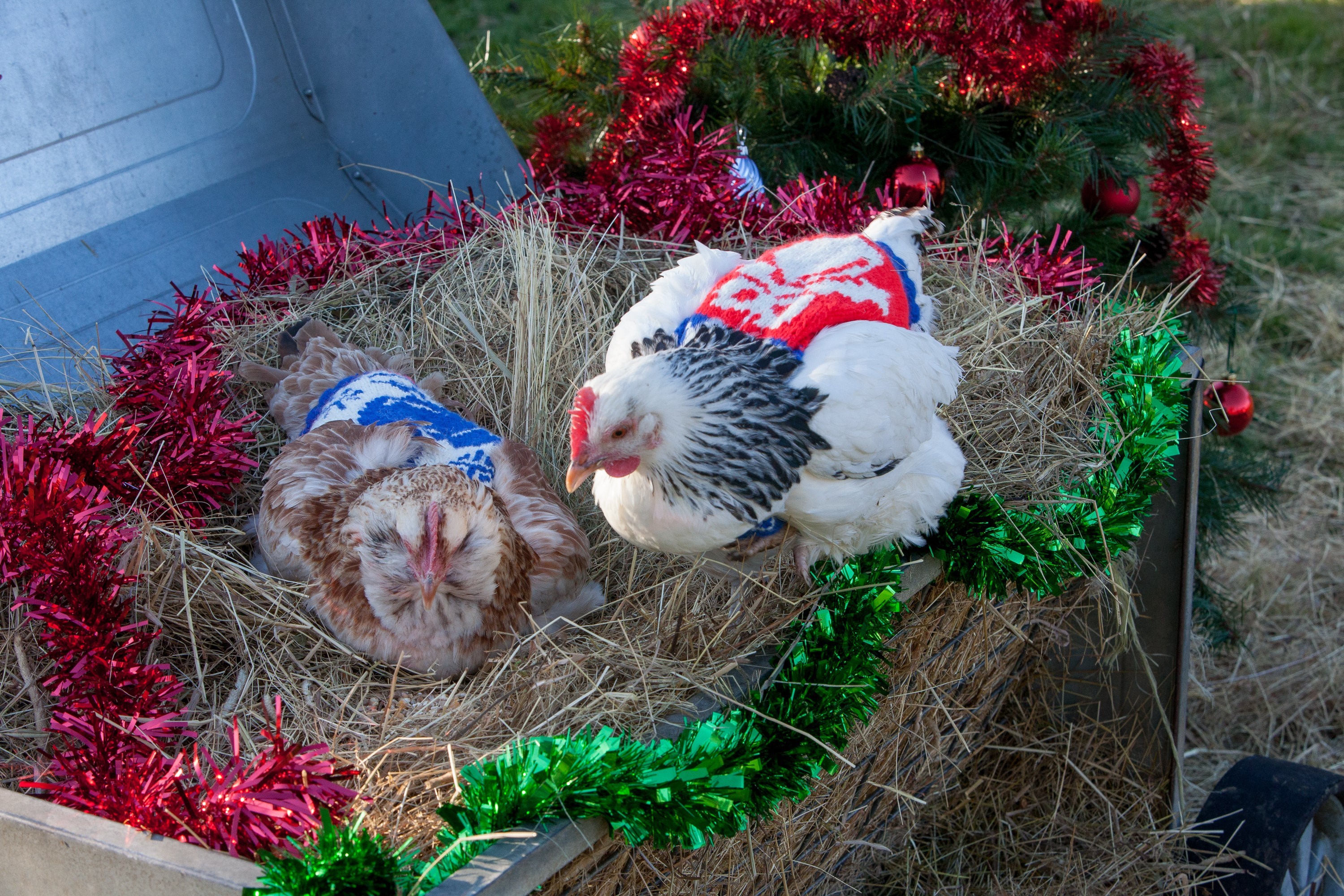 UK charity makes a difference to Ugandan poultry farmers