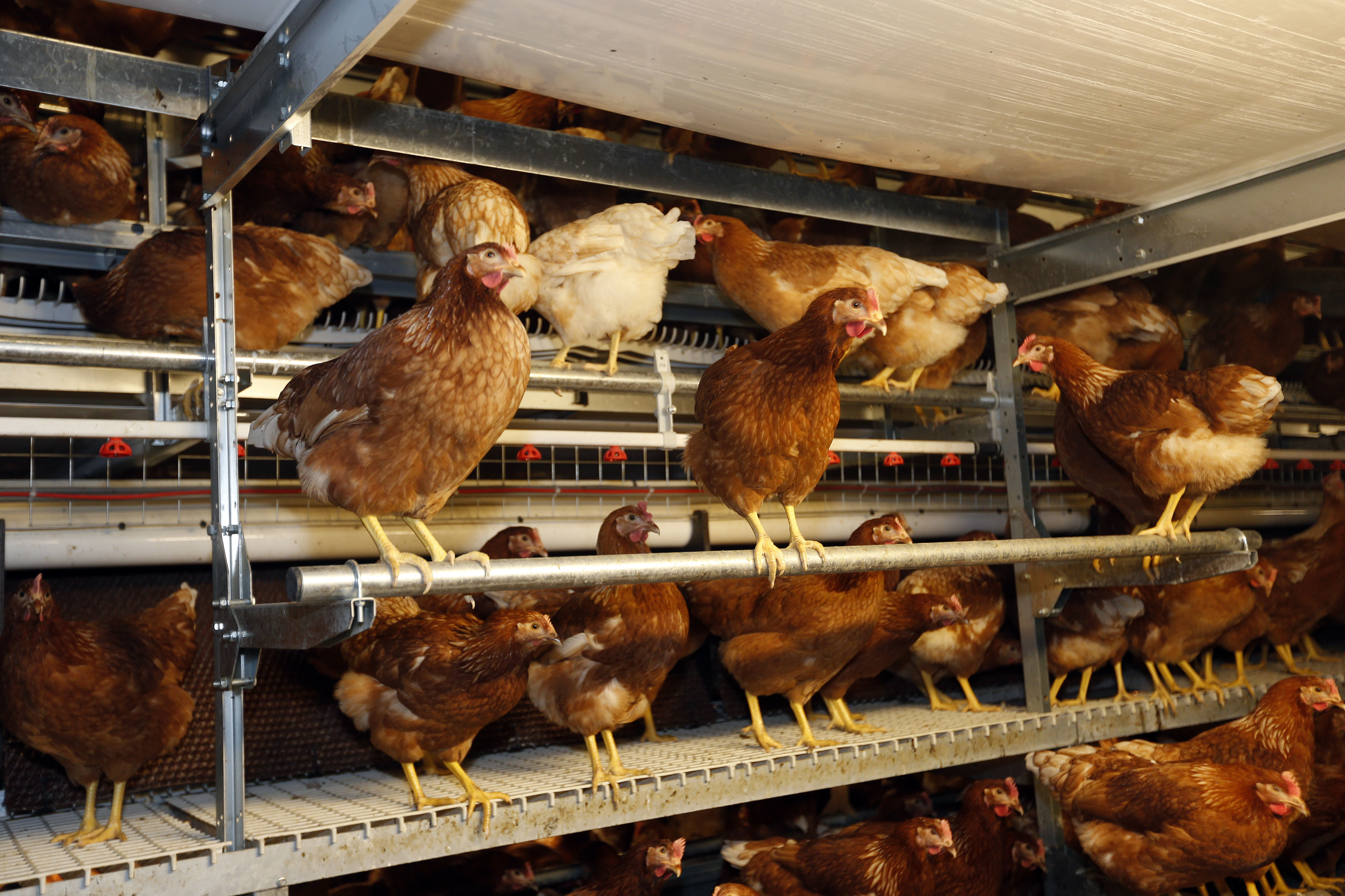 The new requirements for perches, which caused deep concern on welfare grounds from free-range producers, shows where perches can be positioned within the shed. Photo: Bert Jansen
