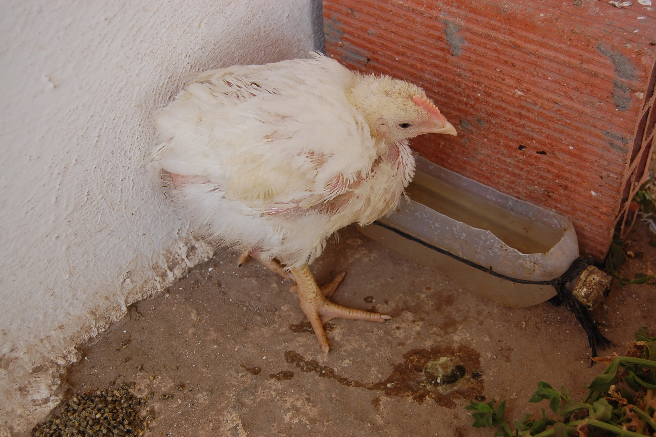 If a poultry keeper suspects that their birds are infected they should contact their private vet and the APHA immediately. Photo: Wikimedia