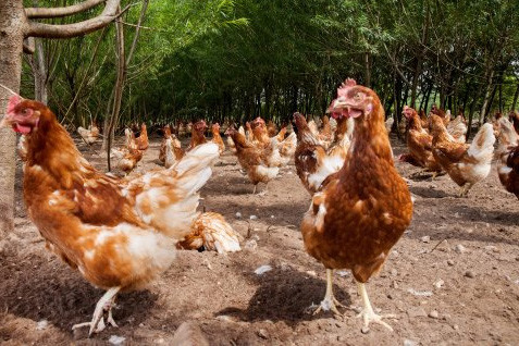Farmers call for extension to organic derogation. Photo: Herbert Wiggerman
