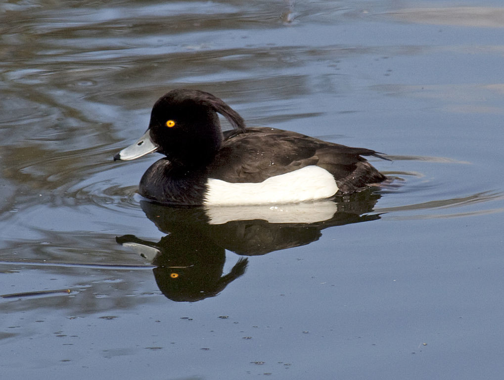 The latest reported cases involved a tufted duck in a park in Wakefield. Photo: Wikimedia_Tony Hisgett