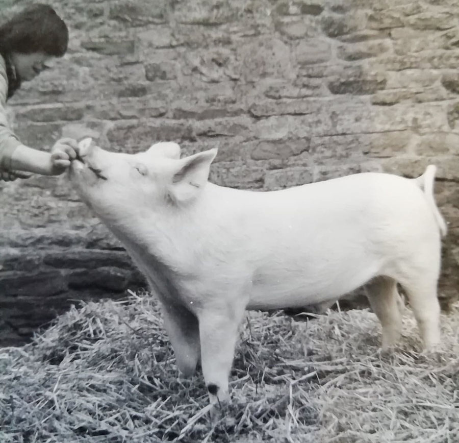 Roger Bowen with one of his Large White pigs