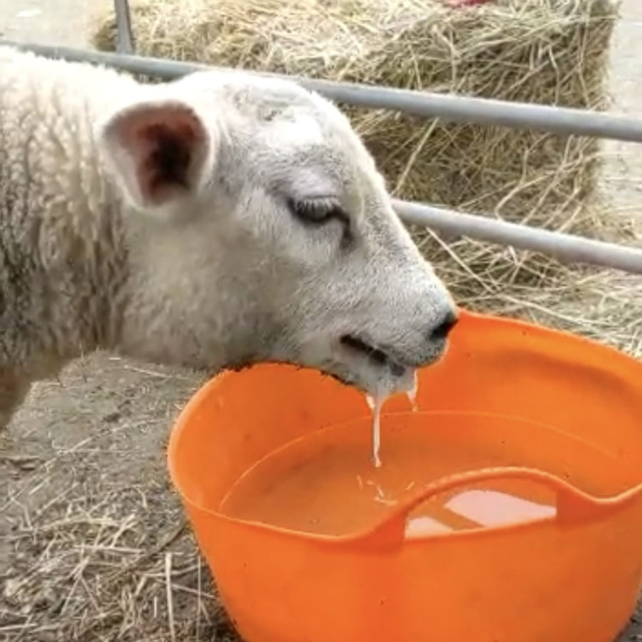 Lamb foaming at the mouth after poisoning