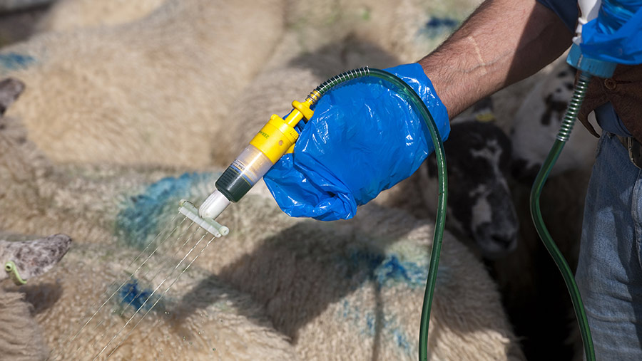 Farmer spraying sheep with fungicide