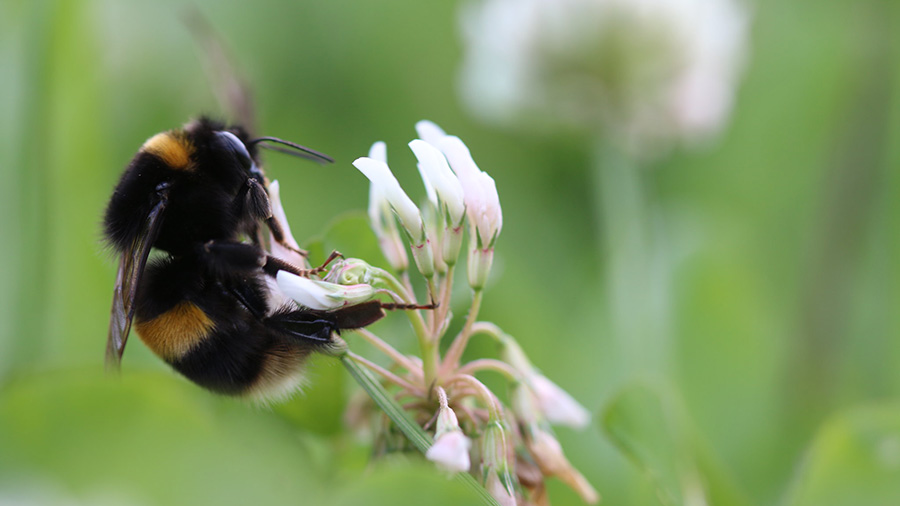 Bumblebee on Dingley Dell site © Mark Hayward