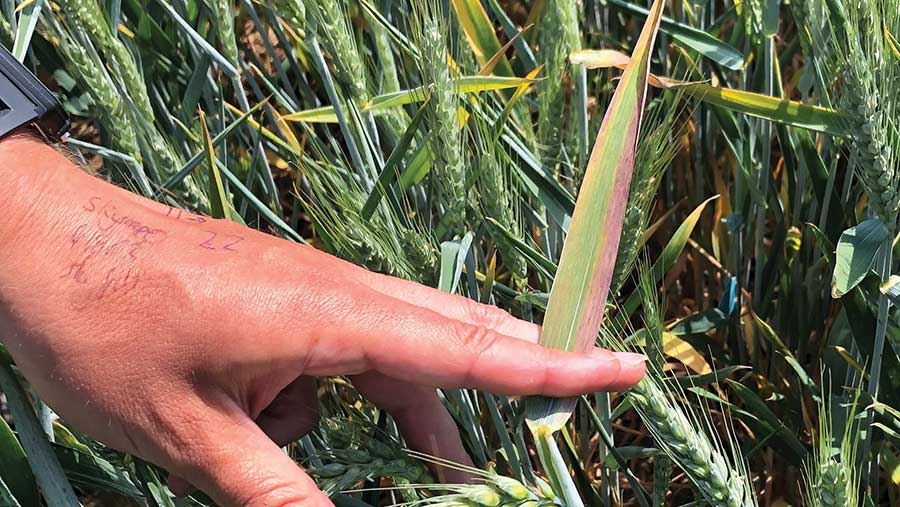 BYDV symptoms in wheat