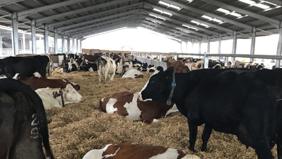Cows in shed with underfloor heating system