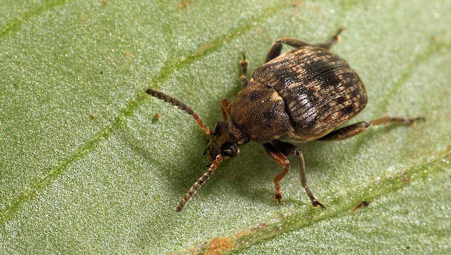 Beetle on a lead