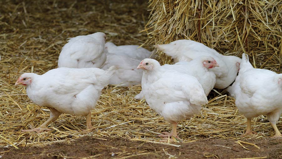 Red Tractor updates logo to help shoppers choose chicken Farmers Weekly
