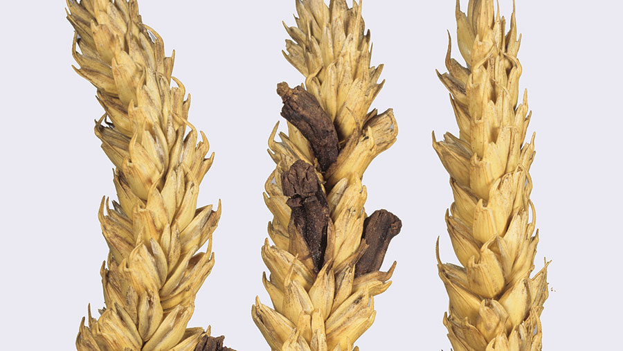 Ergot infection on wheat