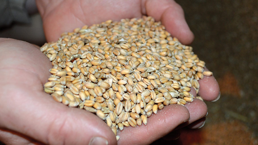 Extase wheat seed