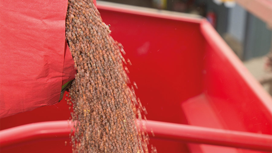 Fodder radish seed pouring into drill