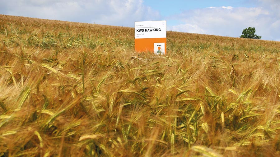 Winter barley variety Hawking