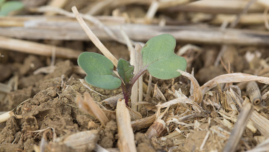 Close-up of young OSR plant