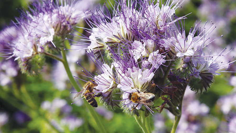 Phacelia cover crop