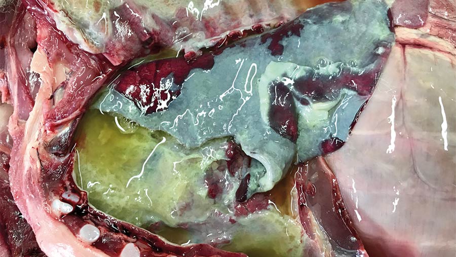 Pleurisy in lamb lung