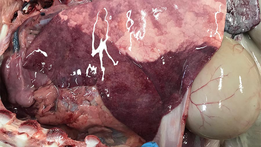 Pneumonia in lamb lung