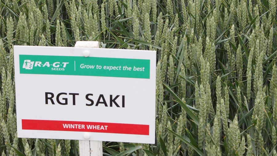 Saki wheat