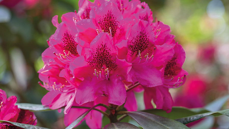 rhododendron