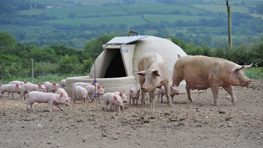 Sows and piglets outdoor farrowing