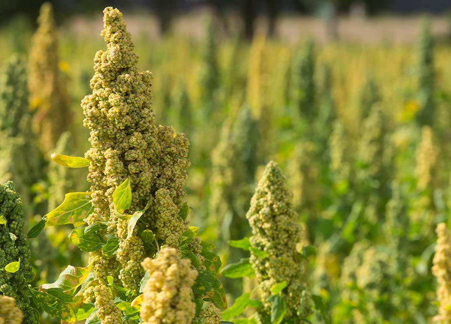 Quinoa plant