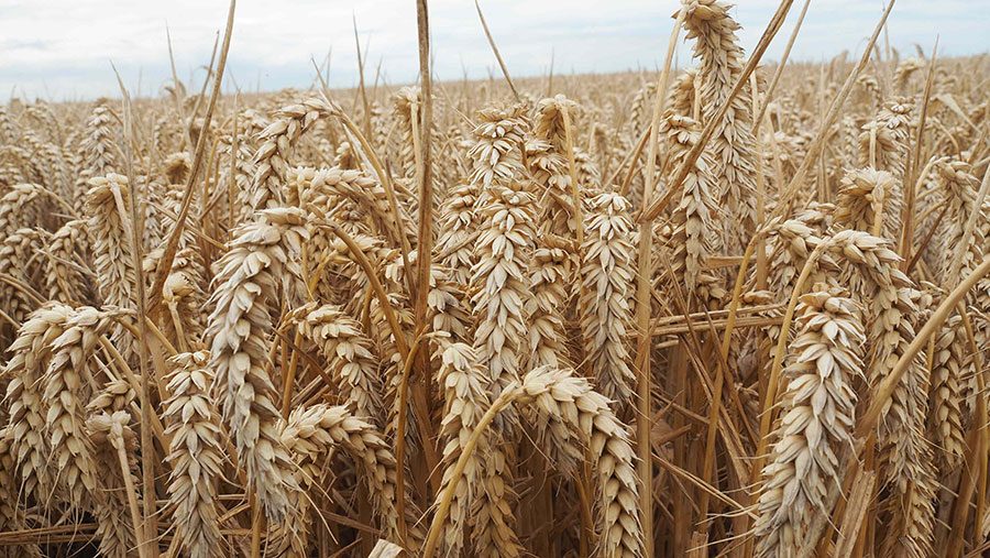 The crop of Kerrin wheat