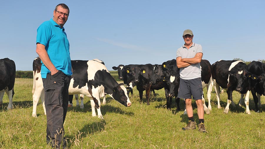 Two dfarmers with Fresian cows in a fiels