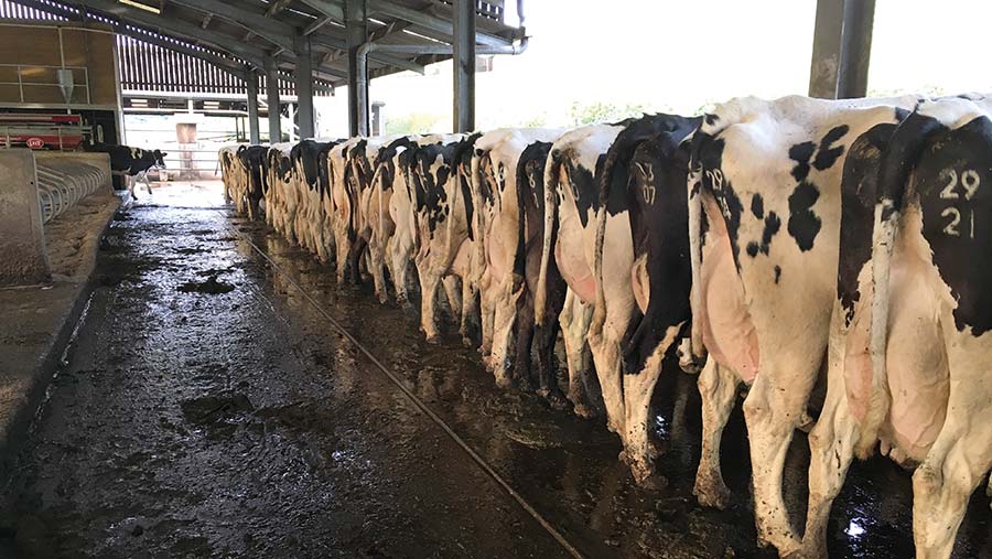 Cows at Gatcombe Farm