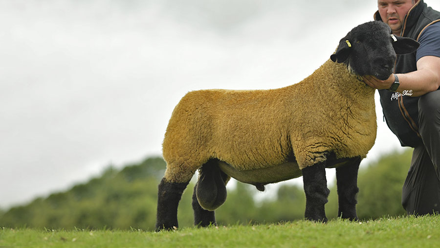 Shrewsbury Lot178 top price at Crewelands was £5200