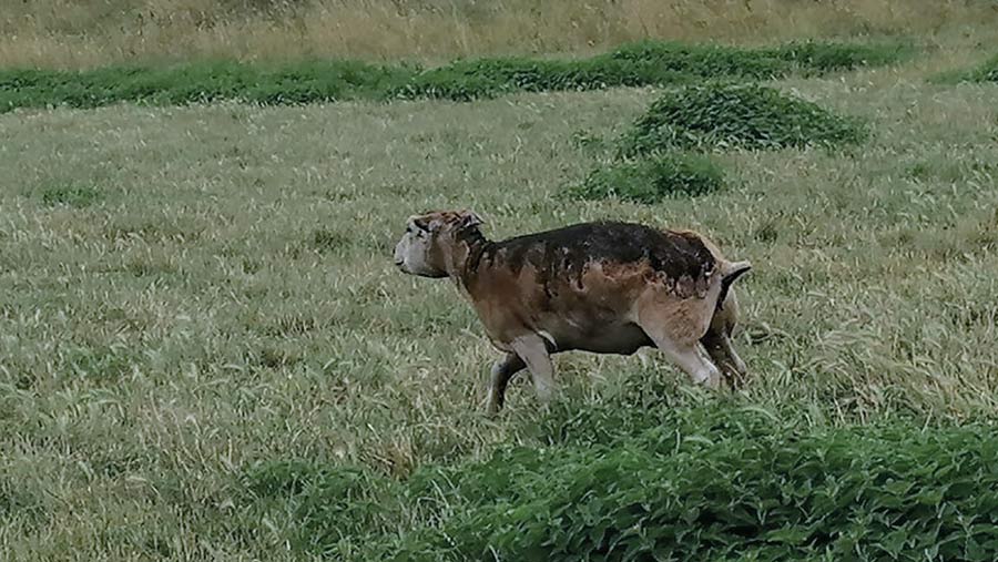 Burned sheep in field