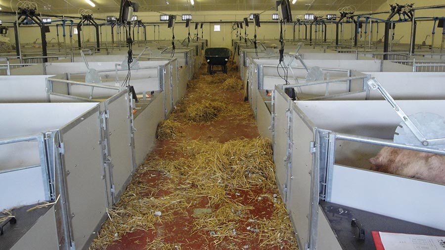 Free-farrowing shed
