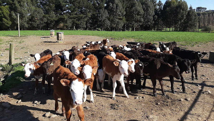 How gradual weaning can improve calf health and productivity Farmers