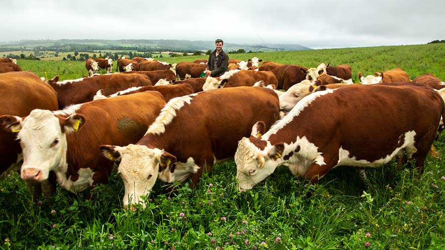 Dale Webb with cows