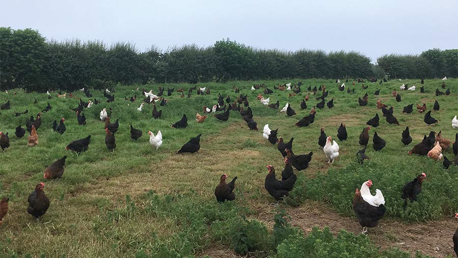 Hyline flock of layers at Tynycaia Farm