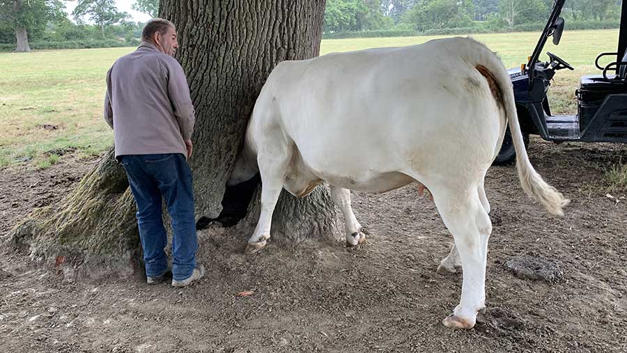 Shepherd Ian Martin considers how to free Vexour Goldie © Jan Boomaars