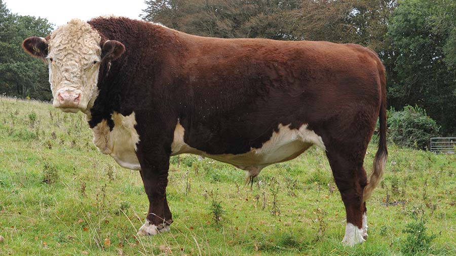 Hereford bull