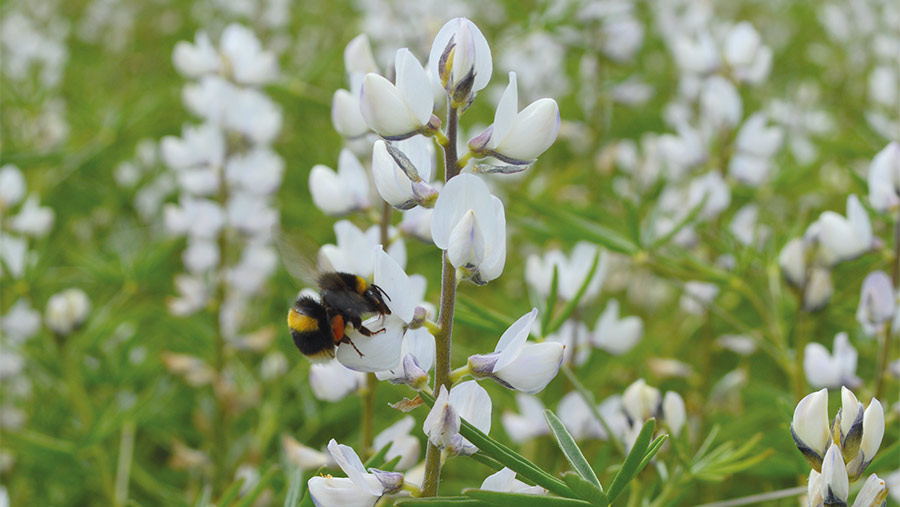 Bee on lupins