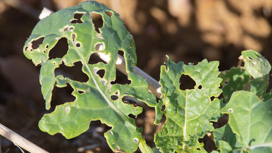 Flea beetle damage to OSR plant