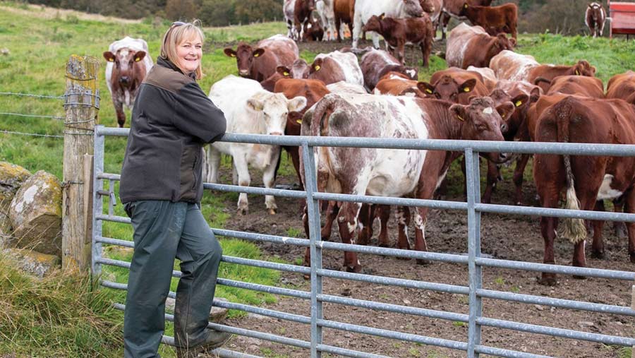 Pamela Nicol with shorthorn-cross cows