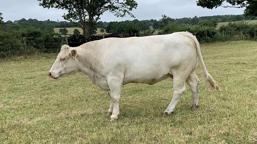 Freed cow walks away