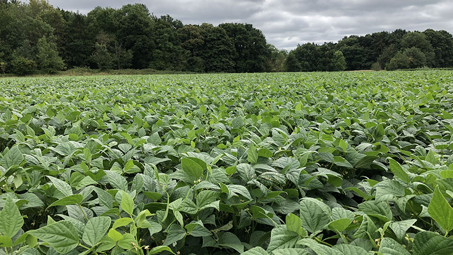 Dwarf bean crop