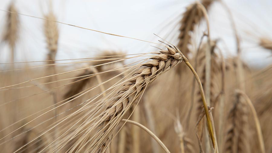 Harvest 2020: Winter barley down nearly 1t/ha in AHDB plots - Farmers ...