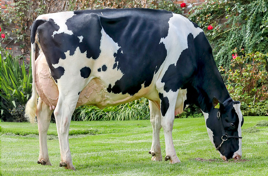 Holstein cow