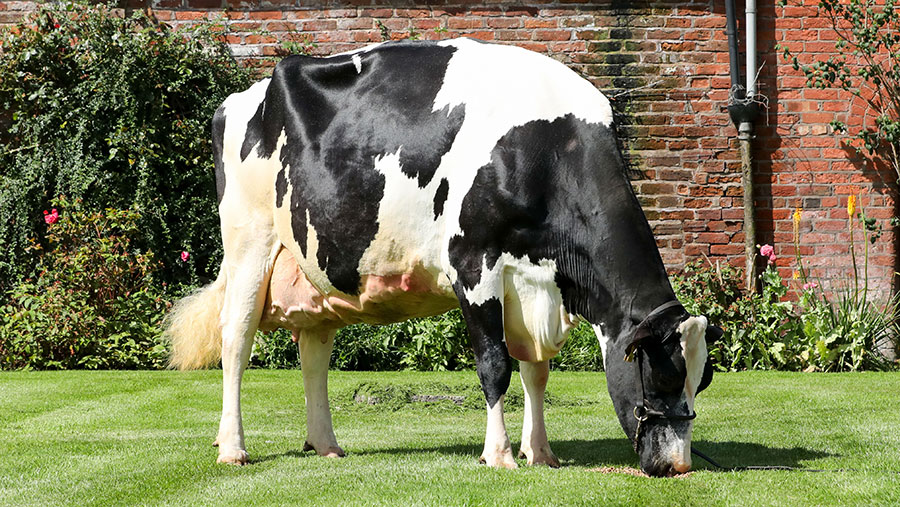 Holstein cow