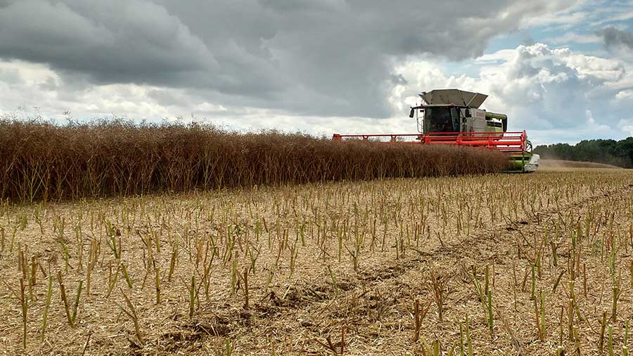 Combine harvesting OSR crop